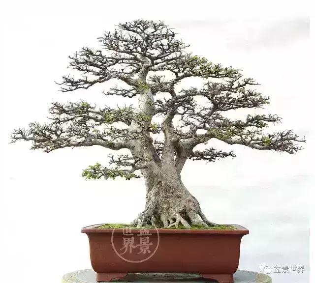 一组榆树盆景作品欣赏学习榆树盆景制作技术