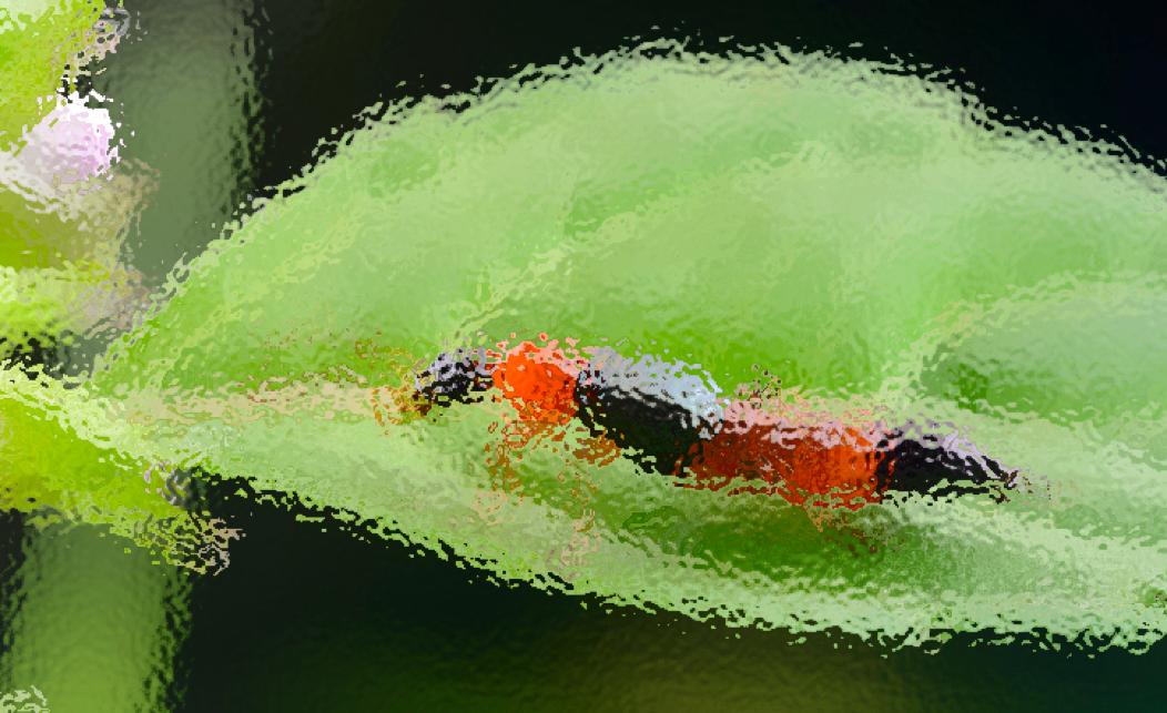 有剧毒的生物,动物界十大毒性杀手