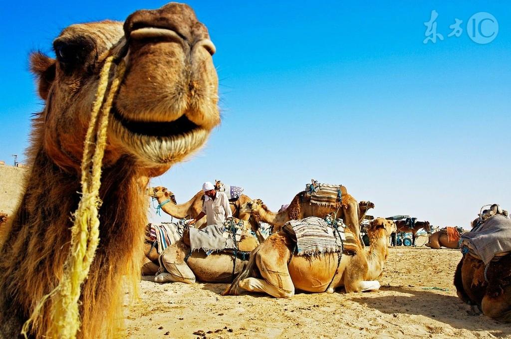 有剧毒的生物,动物界十大毒性杀手