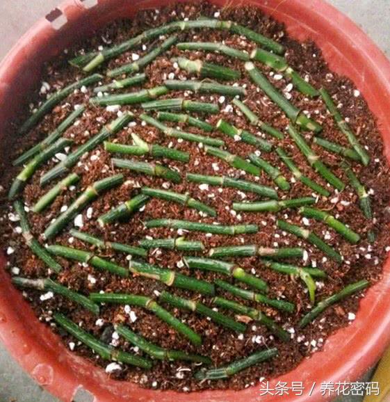 如何救活快死的绿萝,如何救活快死绿萝