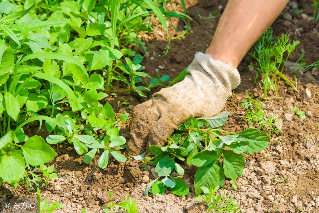院子里杂草多影响风水吗,院子里的杂草怎么解决