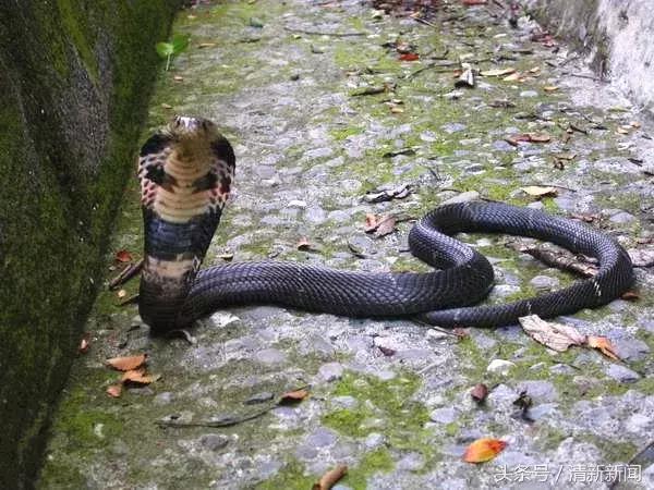 广东一小区出现蛇,广州某小区内惊现蛇