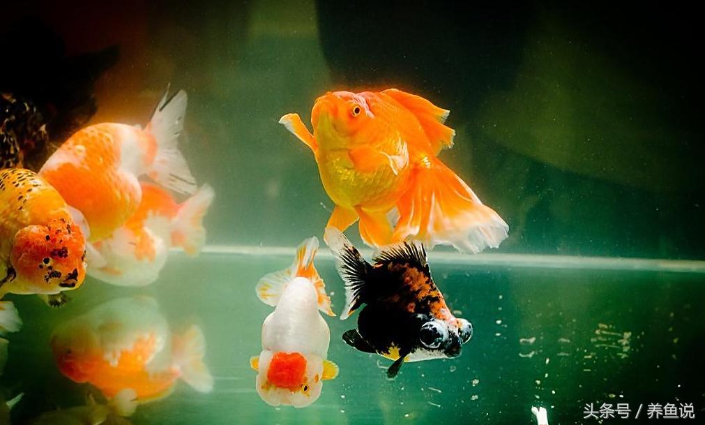 买观赏鱼需要注意的事项,如何挑选观赏鱼