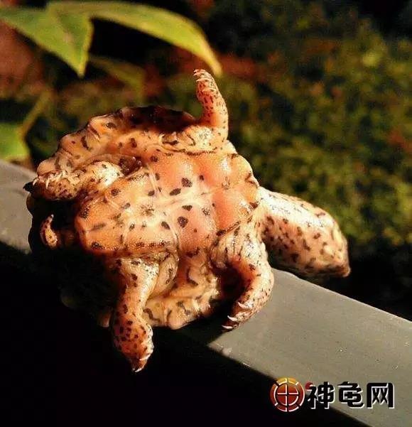 龟病防治最好的方法,龟病防治