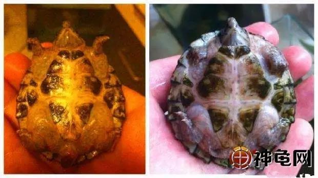 龟病防治最好的方法,龟病防治