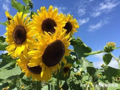 向日葵鲜花如何保鲜,向日葵鲜花怎么养护不烂根
