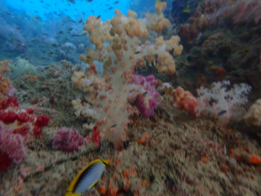 帕劳旅游最美风景攻略,帕劳全球海岛旅游