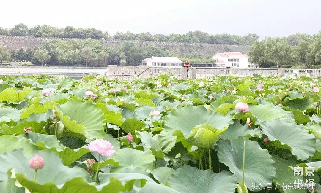 秦淮区月牙湖的房价,南京月牙湖房价44万房源