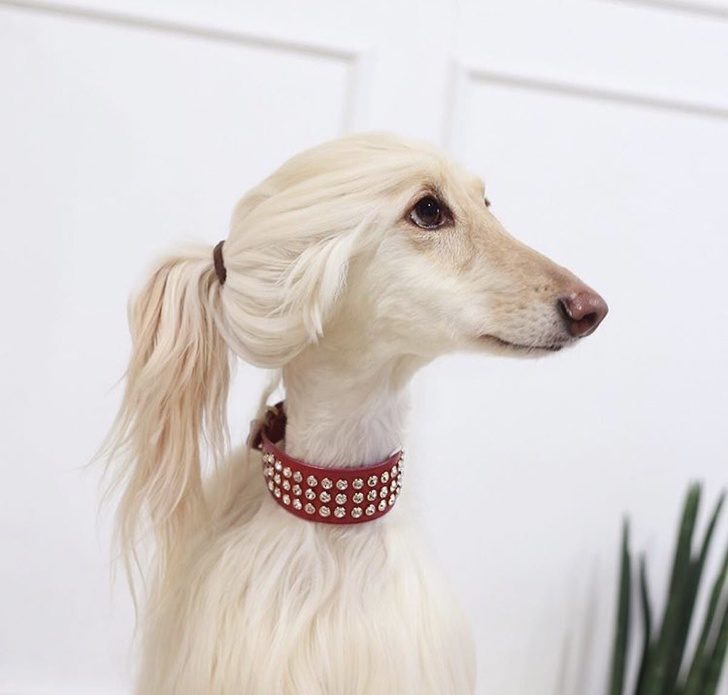 狗狗叼个东西不愿意放,狗狗叼过来的东西他们不觉得脏吗