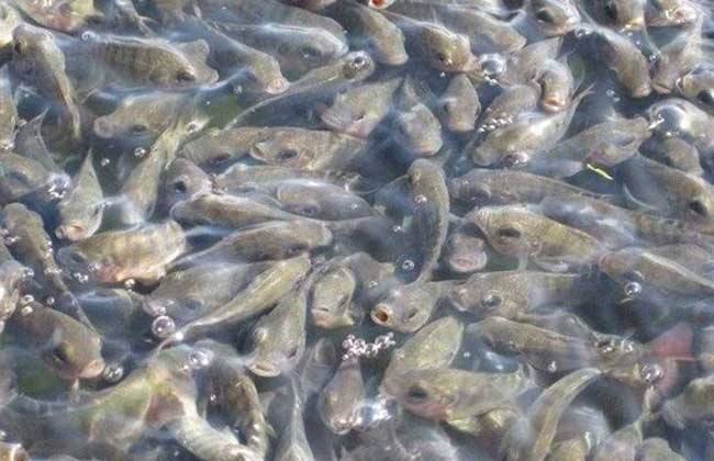 水库养鱼怎么利益最大化,水库养鱼如何提高效益