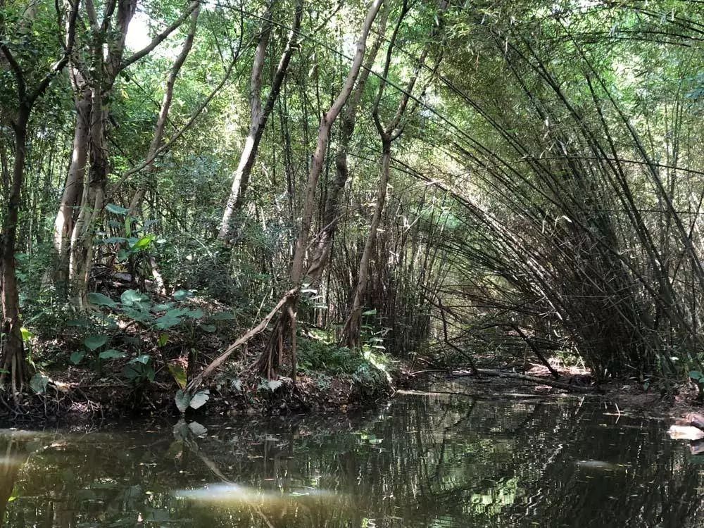 广东佛山鸟叔的视频,顺德鸟叔全景图
