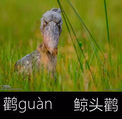 带你认识几个主播,带你认识几种常见的野菜