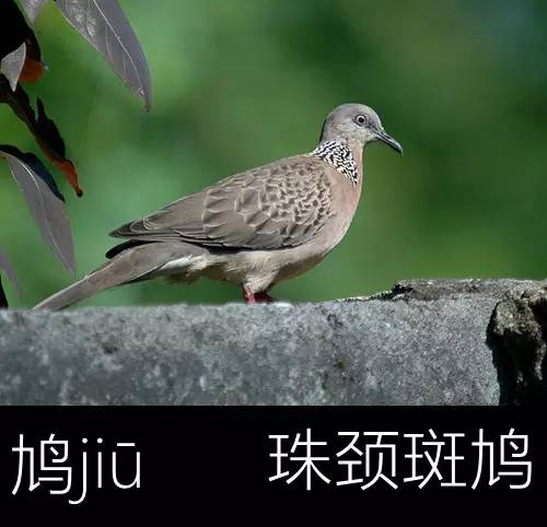 带你认识几个主播,带你认识几种常见的野菜