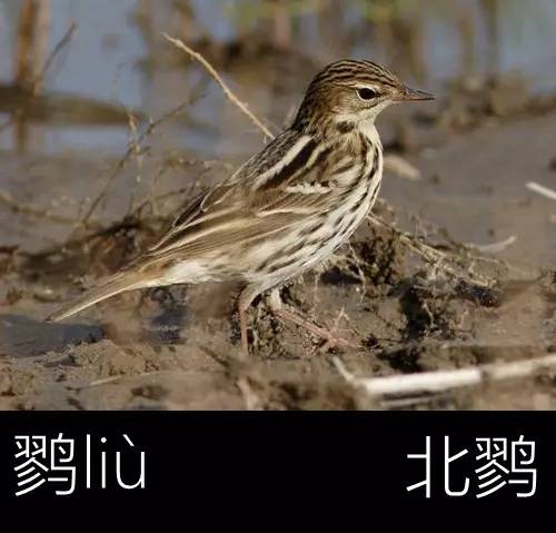 带你认识几个主播,带你认识几种常见的野菜