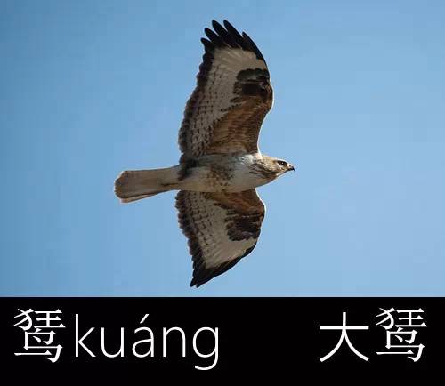 璁よ瘑楦熷瓧,楦熺殑16涓父瑙佸瓧