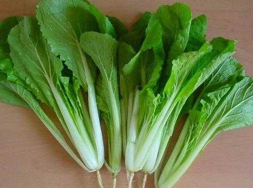 盆栽小白菜苗发黄是什么原因,种植小白菜叶子发黄怎么回事