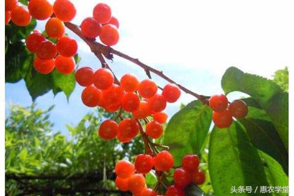 俄罗斯八号樱桃品种怎么样 (俄罗斯八号樱桃多少钱一斤)