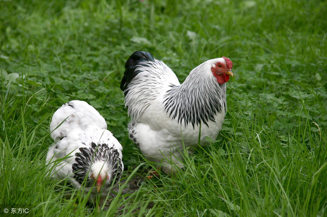 生肖鸡的一生财运都极强,生肖鸡运程一生的运气