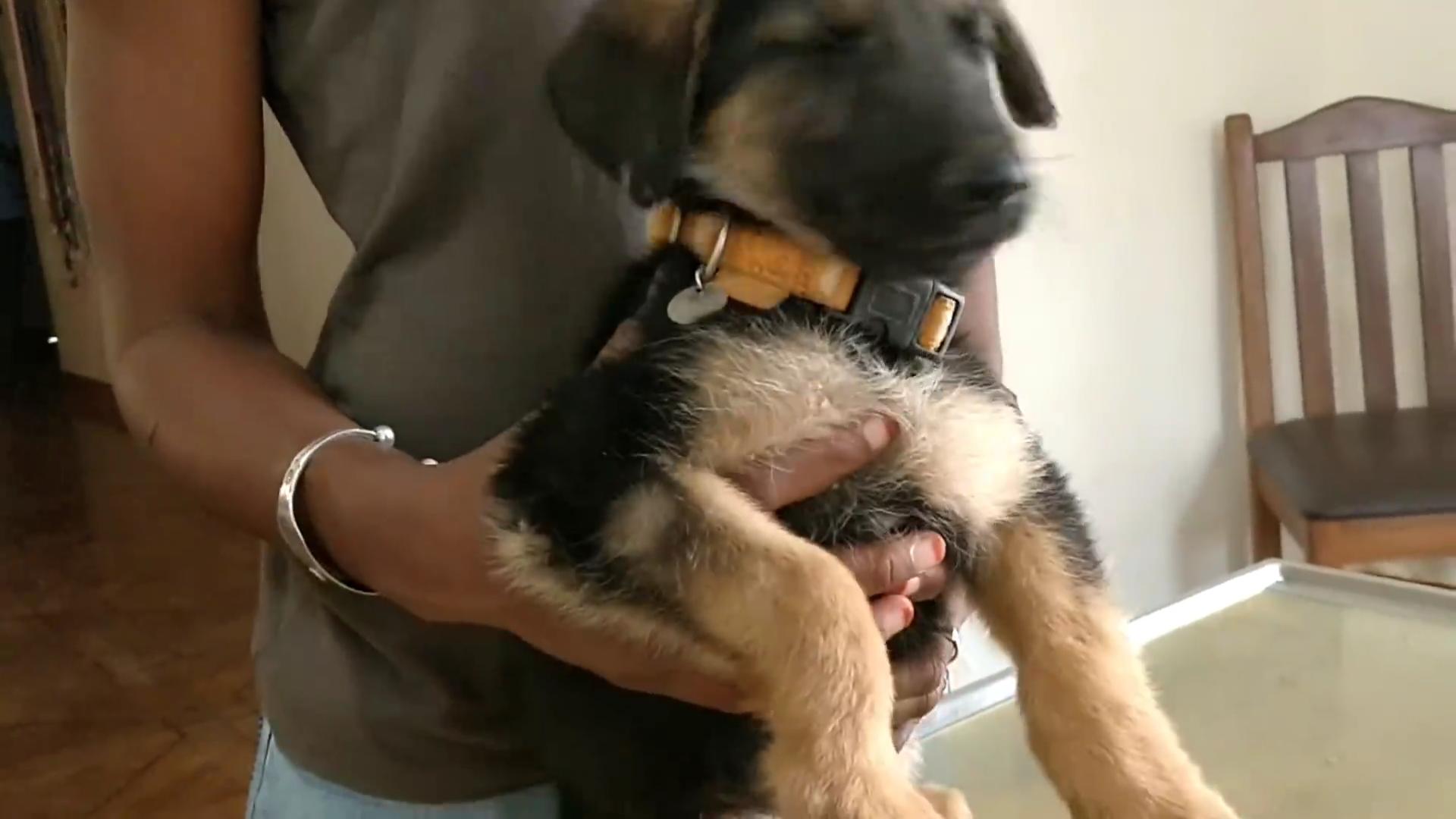 流浪狗被救眼中含泪,救助长蛆的流浪狗