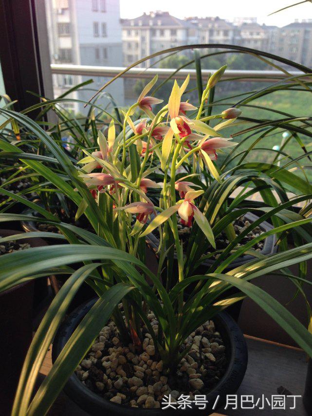 兰花焦尖，有黑斑？用这汁液抹一抹，兰花叶子绿油油，花开香十里