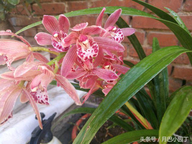 兰花焦尖，有黑斑？用这汁液抹一抹，兰花叶子绿油油，花开香十里