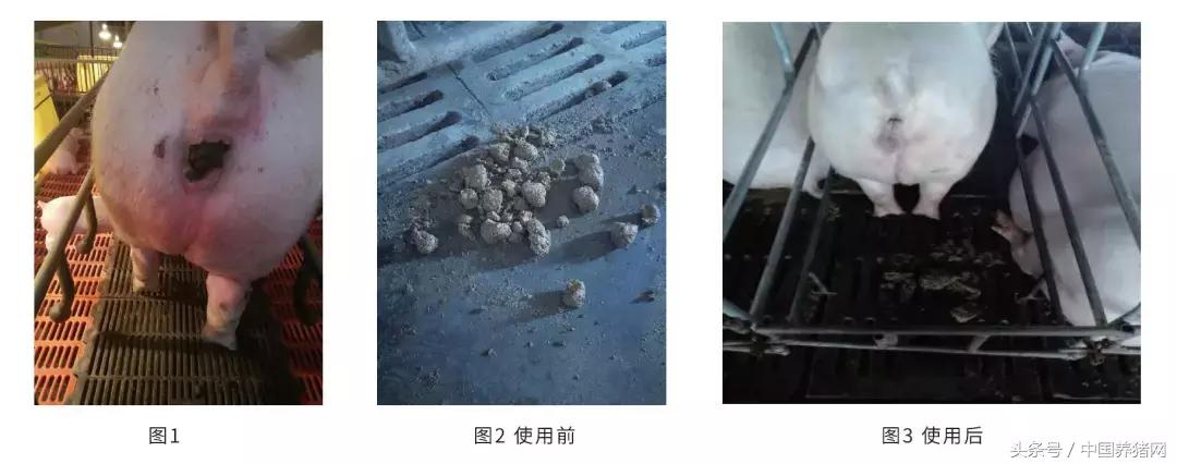 怀孕母猪便秘怎么解决,母猪便秘不吃料怎么办