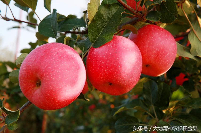 苹果新战略,苹果产业发展现状及解决对策