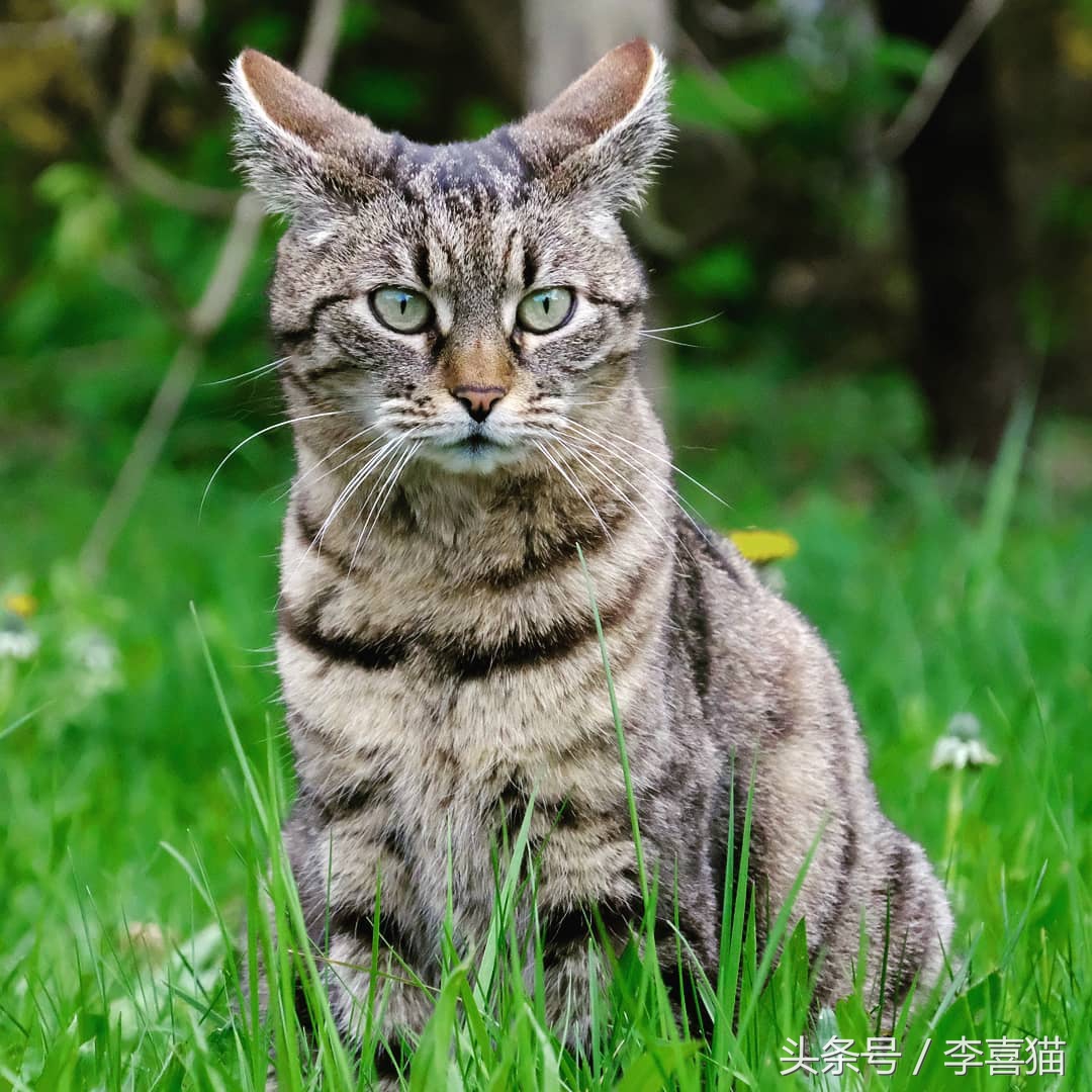 草坪是狗狗和猫咪都喜欢玩耍的场所，但铲屎官不能不注意这些事情