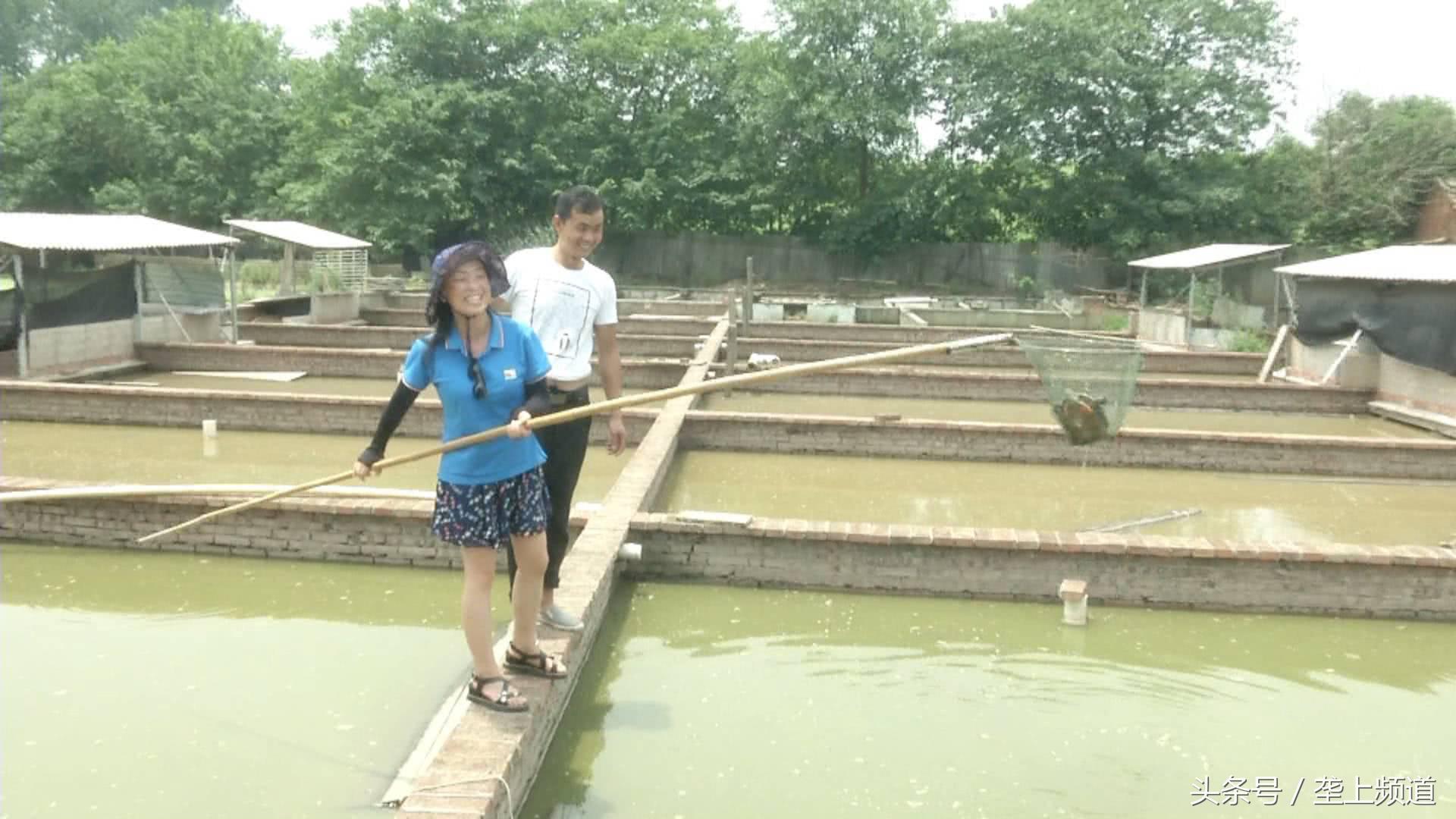 一只养了20年的老龟,一个养龟爱好者养的龟