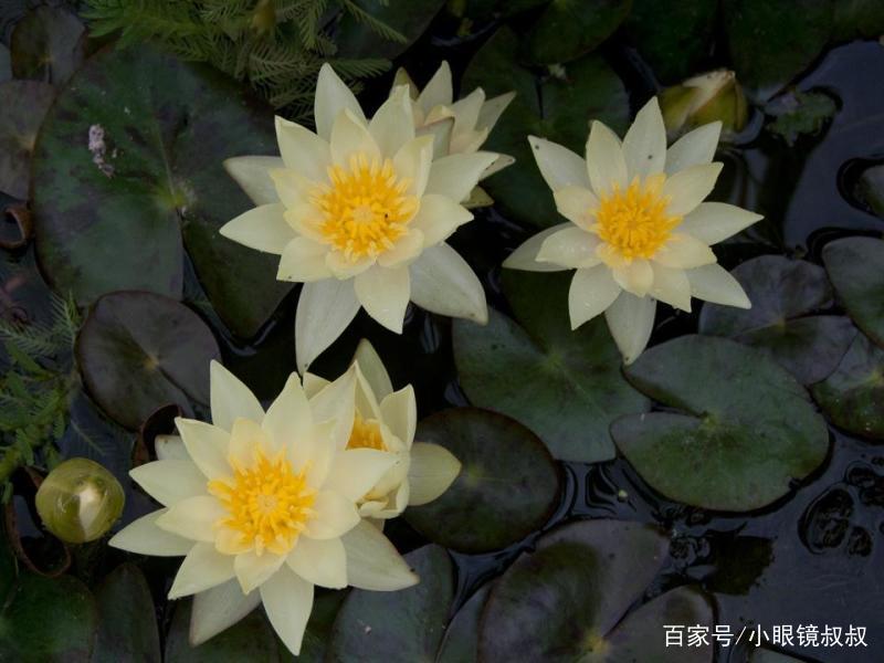 碗莲是开一次花还是重复开花,用种子种的碗莲多久才能开花