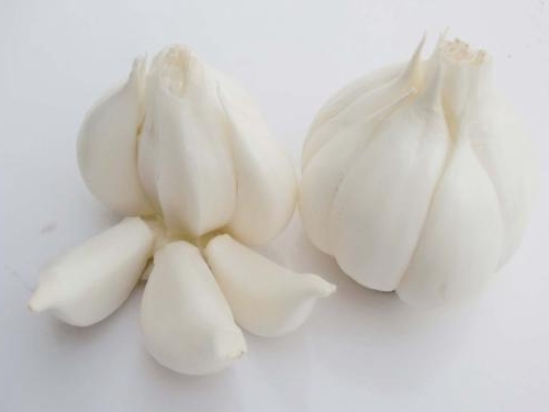 大蒜是属于植物的哪部分,大蒜是生活中的什么