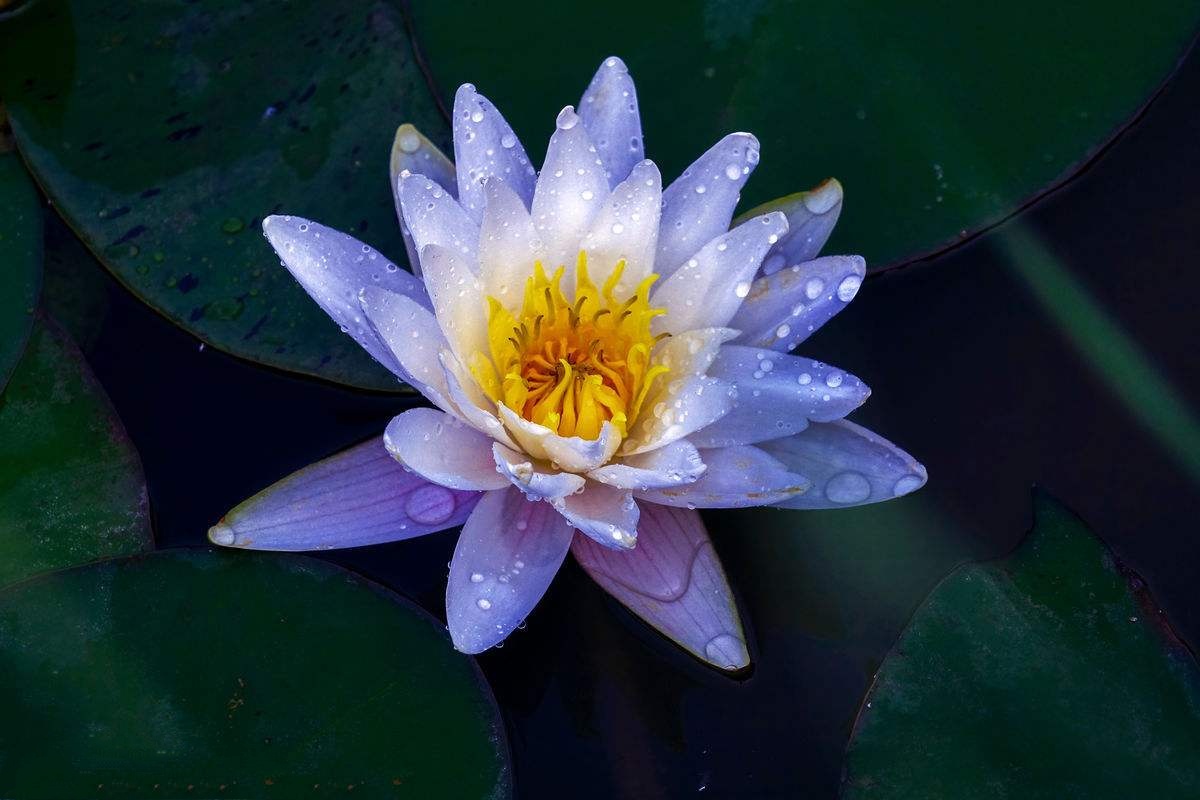 周敦颐的爱莲说雅俗共赏,周敦颐谈爱莲说