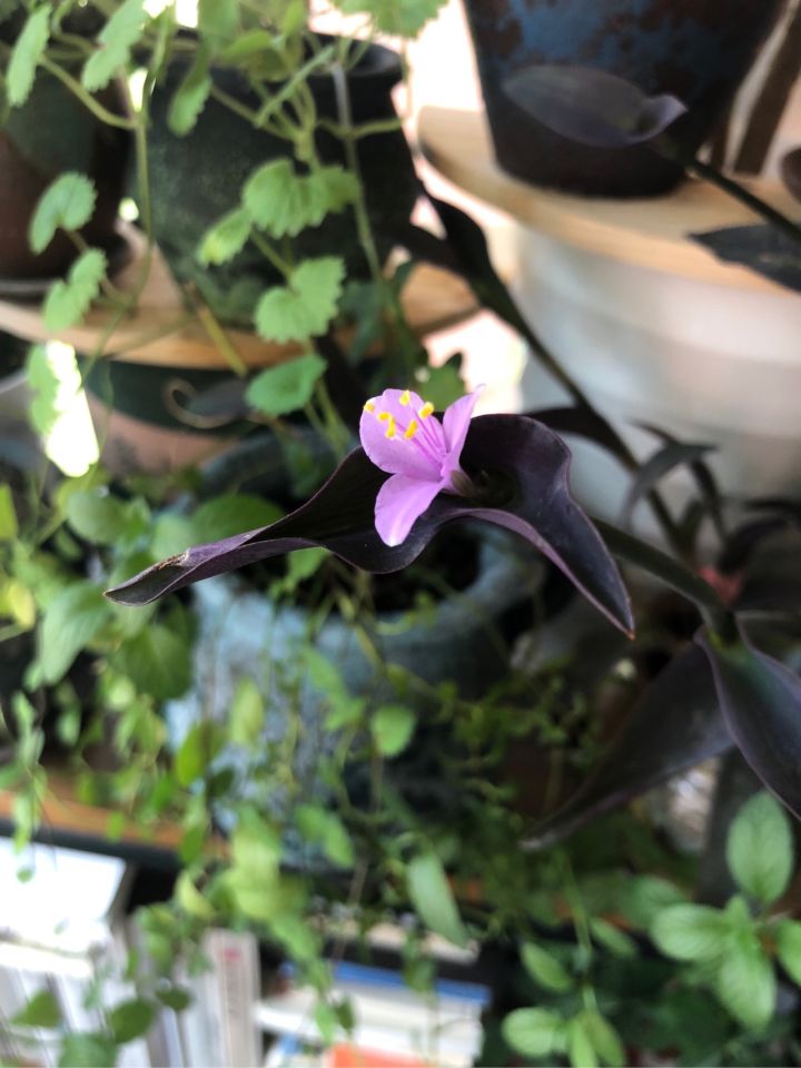 房屋里坏了什么由房东修理,房主家东西坏了该谁修