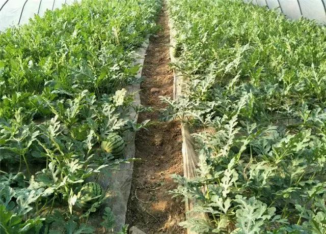 8424西瓜到底是有籽还是无籽的,有种西瓜叫8424