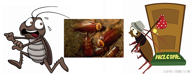 怎么才能彻底驱虫驱蟑螂,驱除蟑螂只需一招搞定