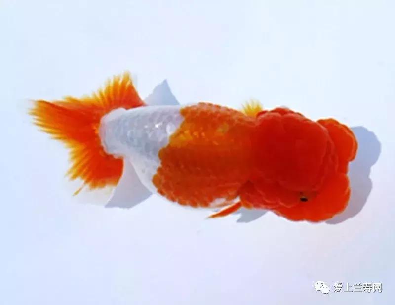 日本金鱼品种大全,日本东京金鱼多少钱一条