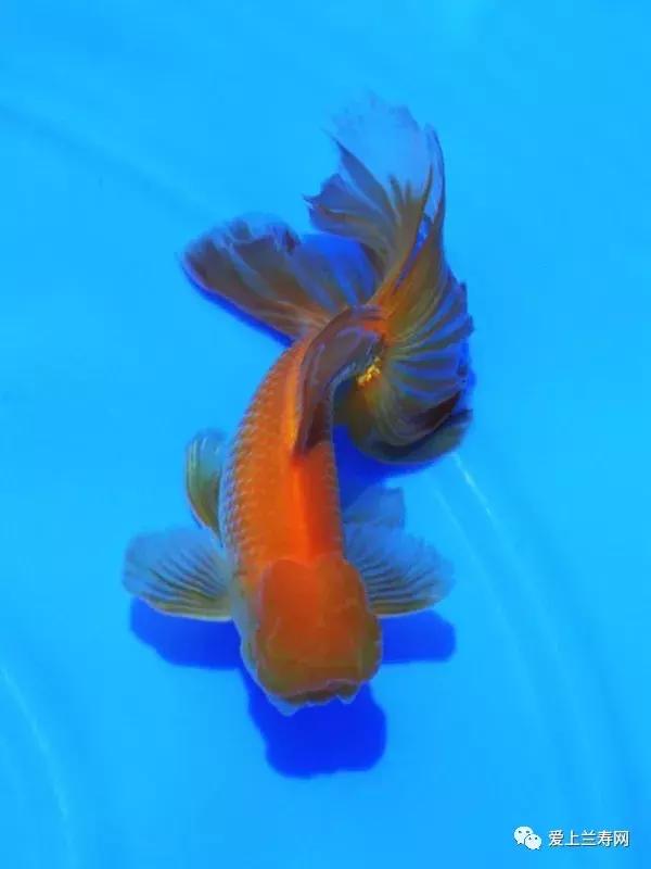 日本土佐金鱼图片大全,日本金鱼品种大全