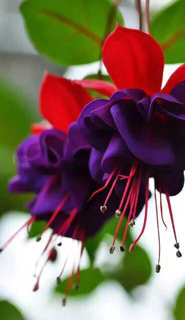 倒挂*钟金**ll彩燕翻飞欲向空，曼妙多姿醉*钟金**