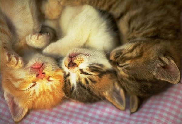 养猫咪驱虫药怎么用,养猫咪怎么预防寄生虫