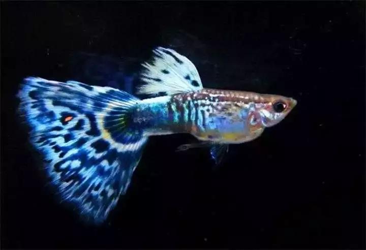 孔雀鱼尾巴开叉可以剪吗,孔雀鱼尾巴开叉了怎么恢复