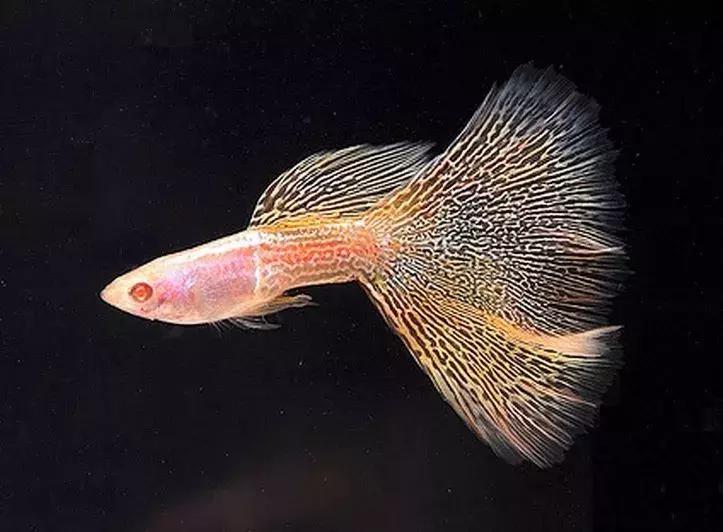 孔雀鱼尾巴开叉可以剪吗,孔雀鱼尾巴开叉了怎么恢复