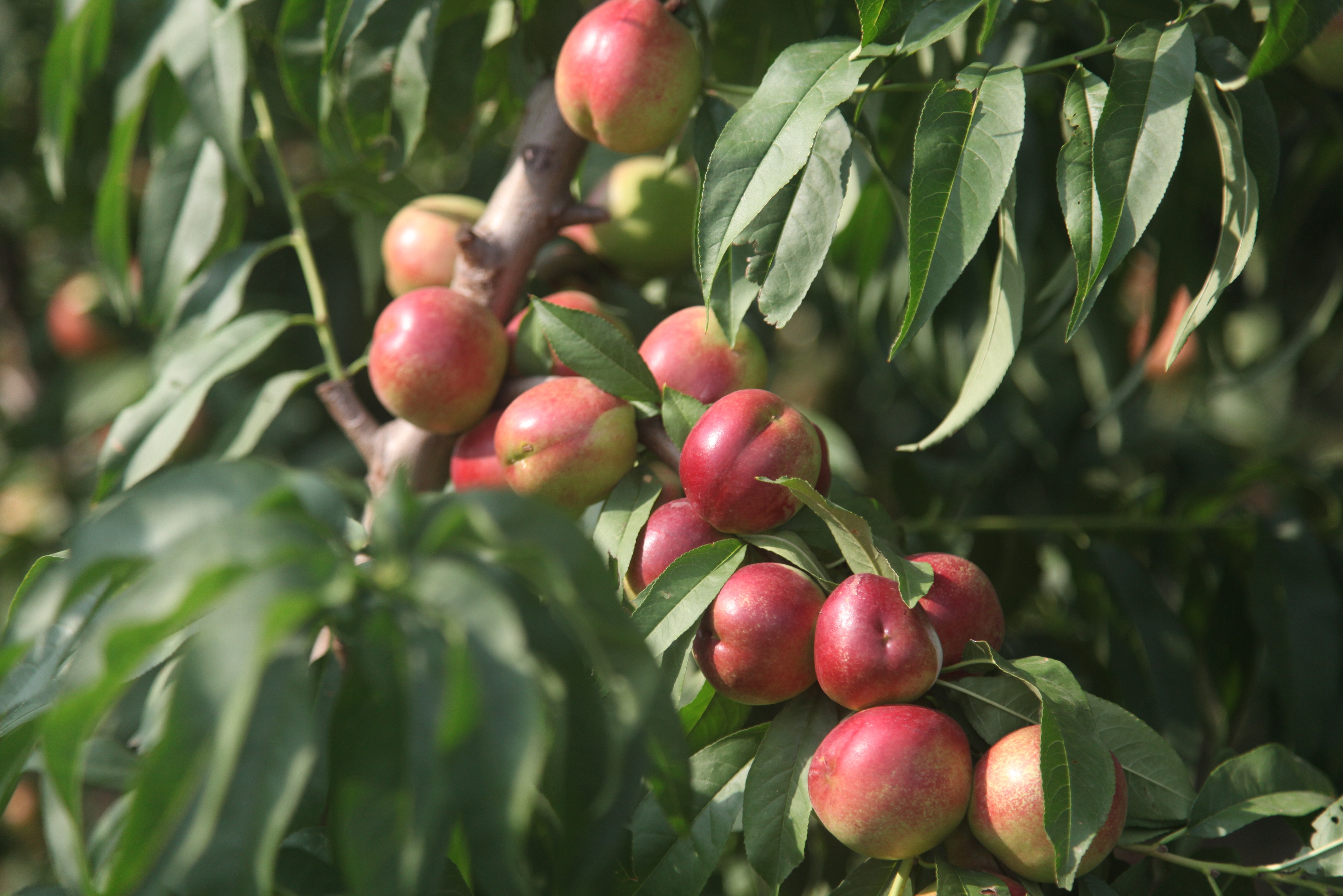 枣油桃产地优点,枣油桃产品介绍