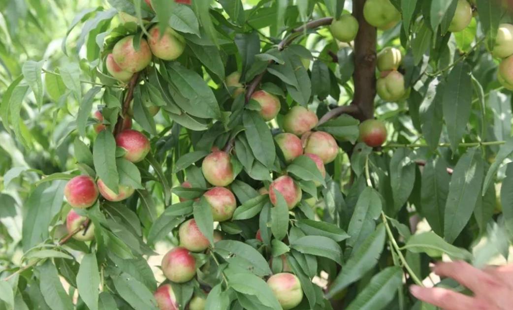 枣油桃产地优点,枣油桃产品介绍