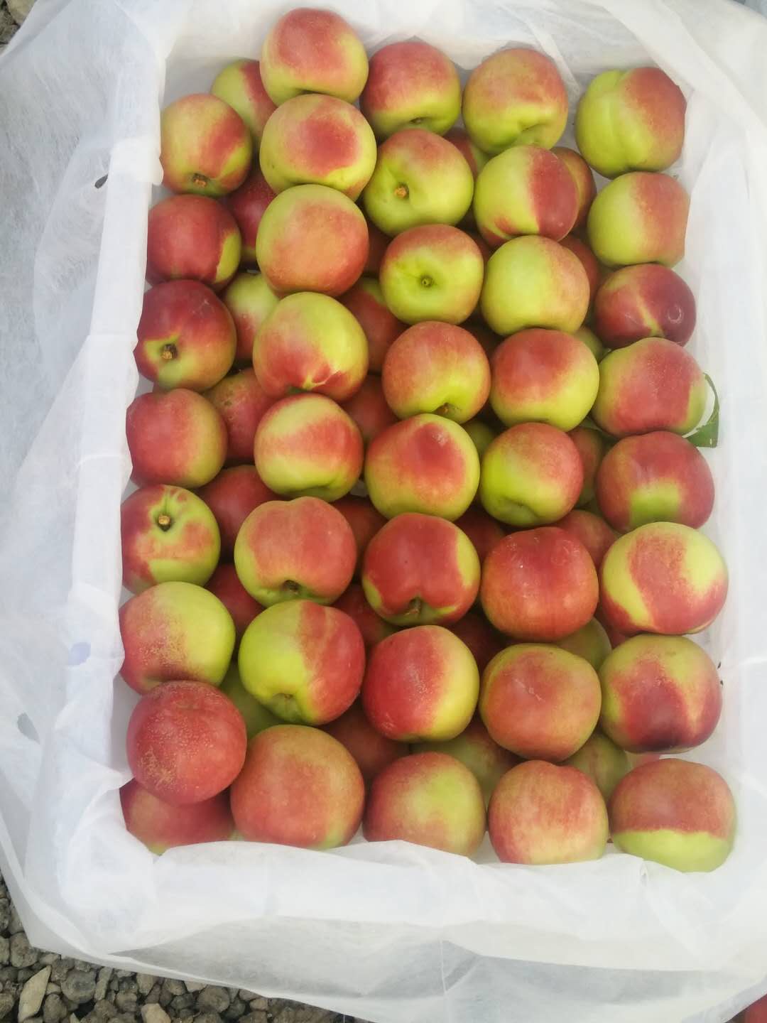 枣油桃产地优点,枣油桃产品介绍