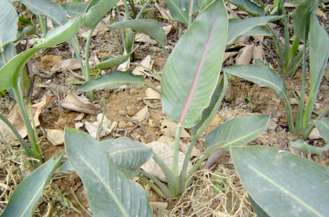 极耐阴花卉不需光照耐寒,光照不够的阳台适合种的耐阴蔬菜