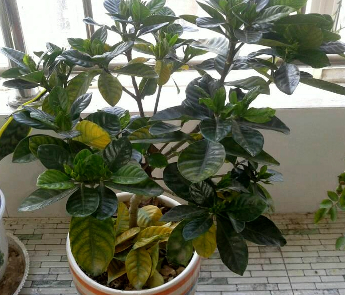 养护花草遇到哪些问题,花卉养护注意事项有哪些