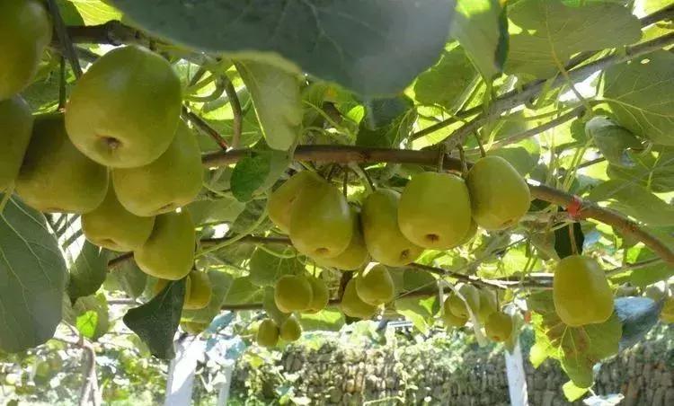 藏不住了重庆这个小城太美了,藏不住了四川话