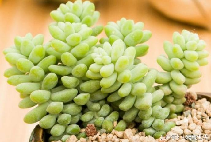 这10种多肉宛如变色龙,有名的七种多肉植物