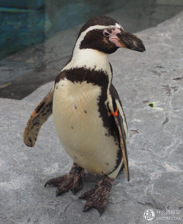 北海道札幌的散步之旅,日本北海道小樽旅游攻略