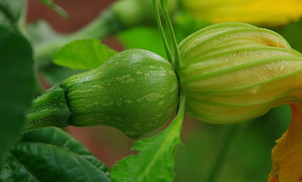 南瓜怎么管理才肯结果不掉果,南瓜落果的解决办法